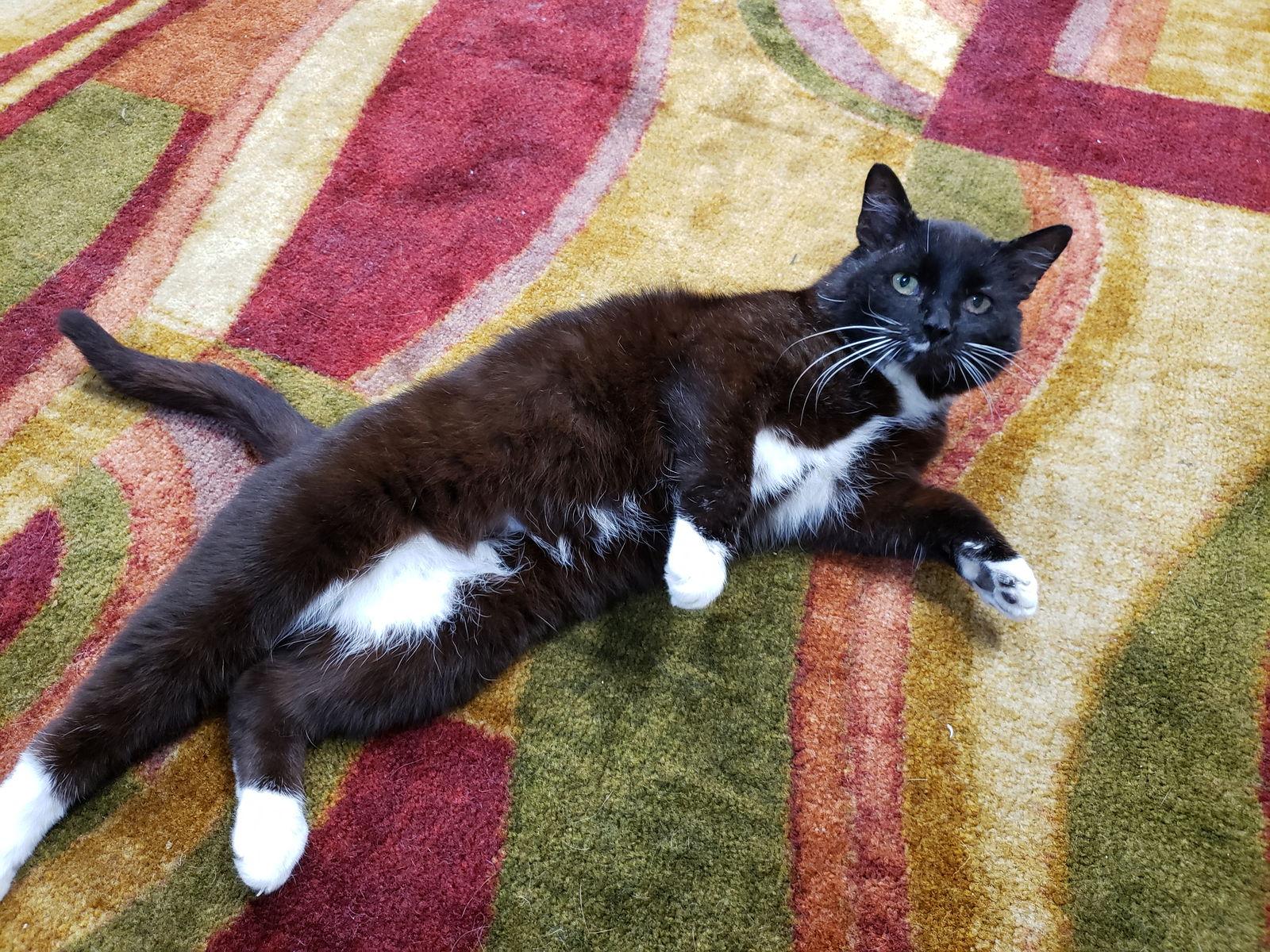 Sinatra, a Adoptable mixed breed in Cincinnati, OH image 2/3