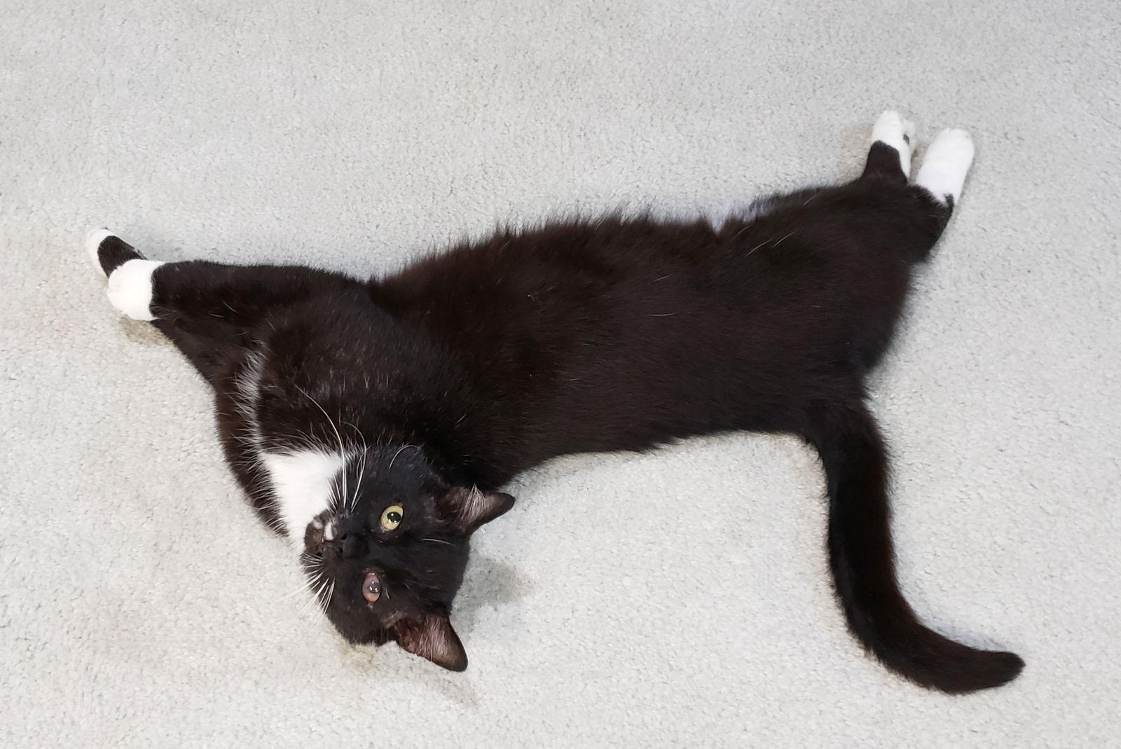 Sinatra, a Adoptable mixed breed in Cincinnati, OH image 3/3