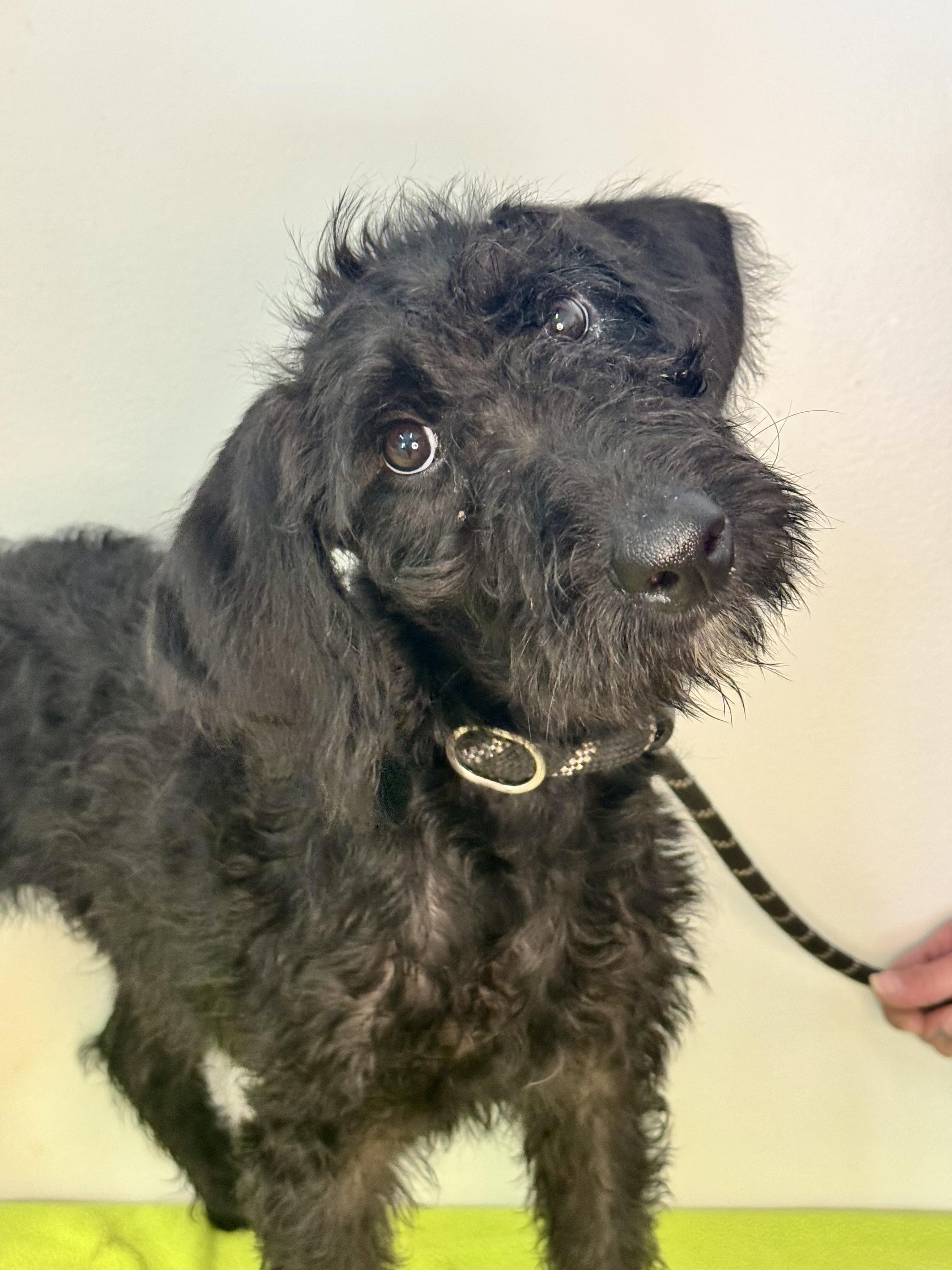 Enlarge Reba, a Adopted Schnoodle in Richmond, VA image 5/6