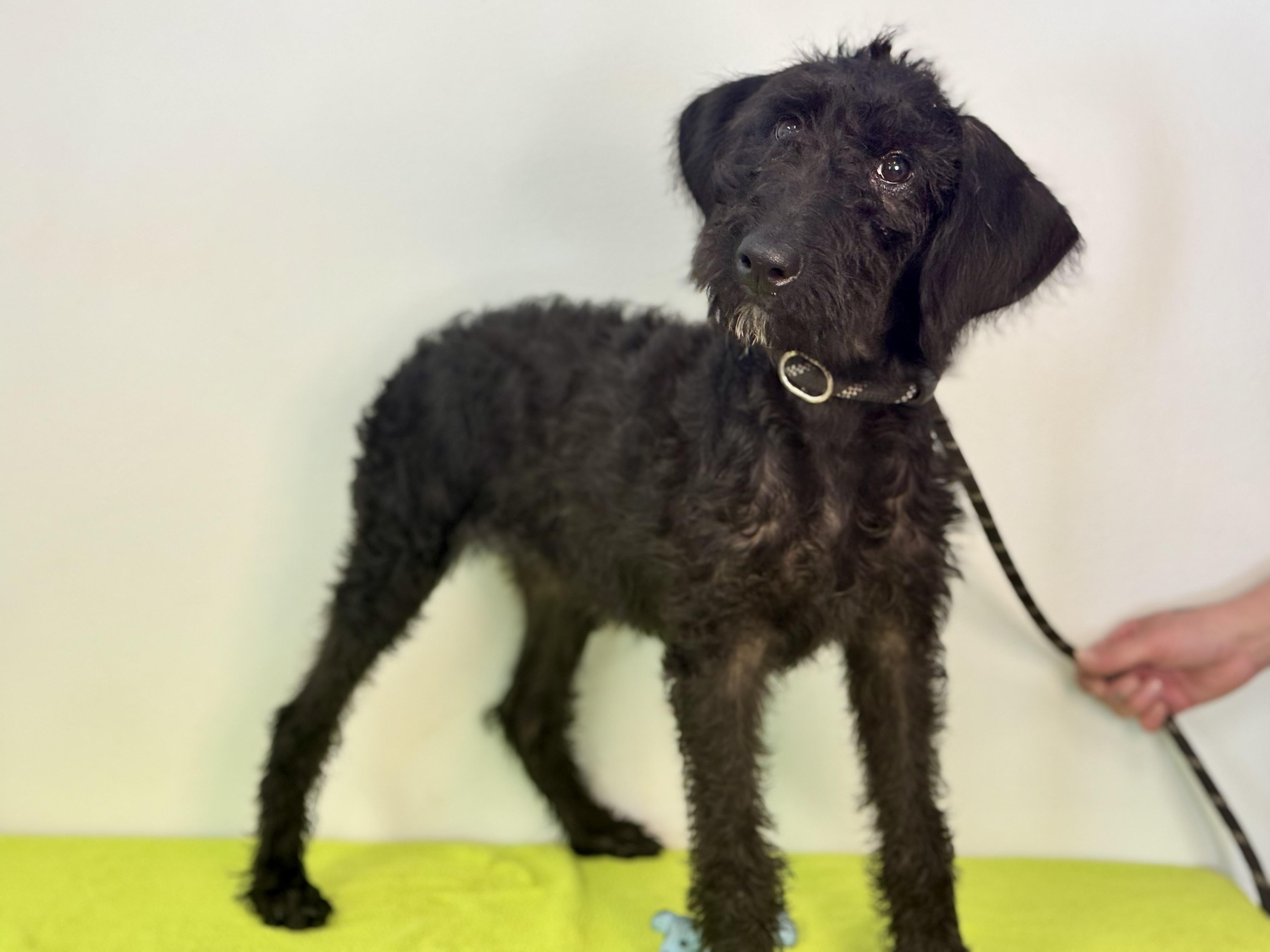 Enlarge Reba, a Adopted Schnoodle in Richmond, VA image 3/6