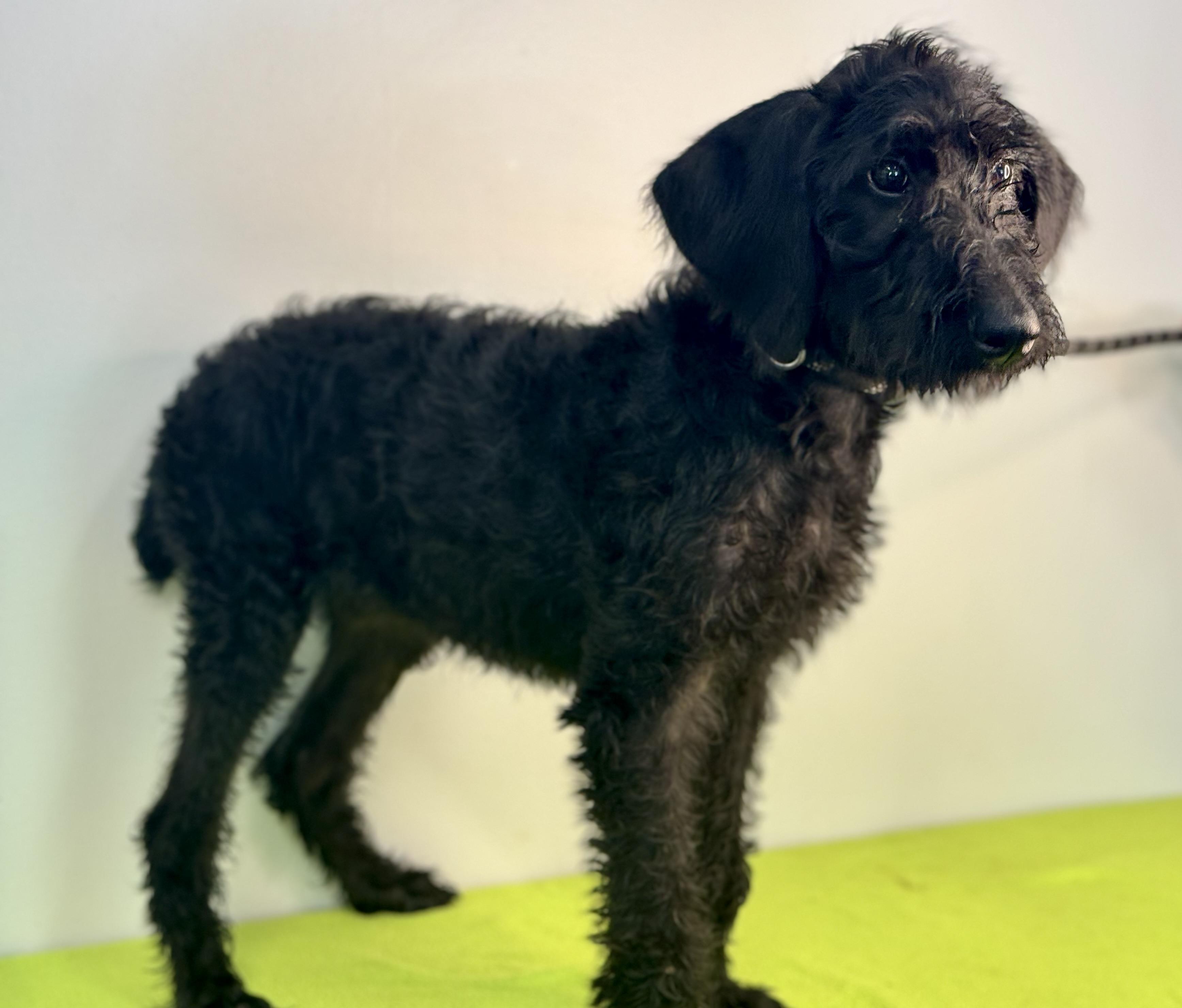 Enlarge Reba, a Adopted Schnoodle in Richmond, VA image 4/6