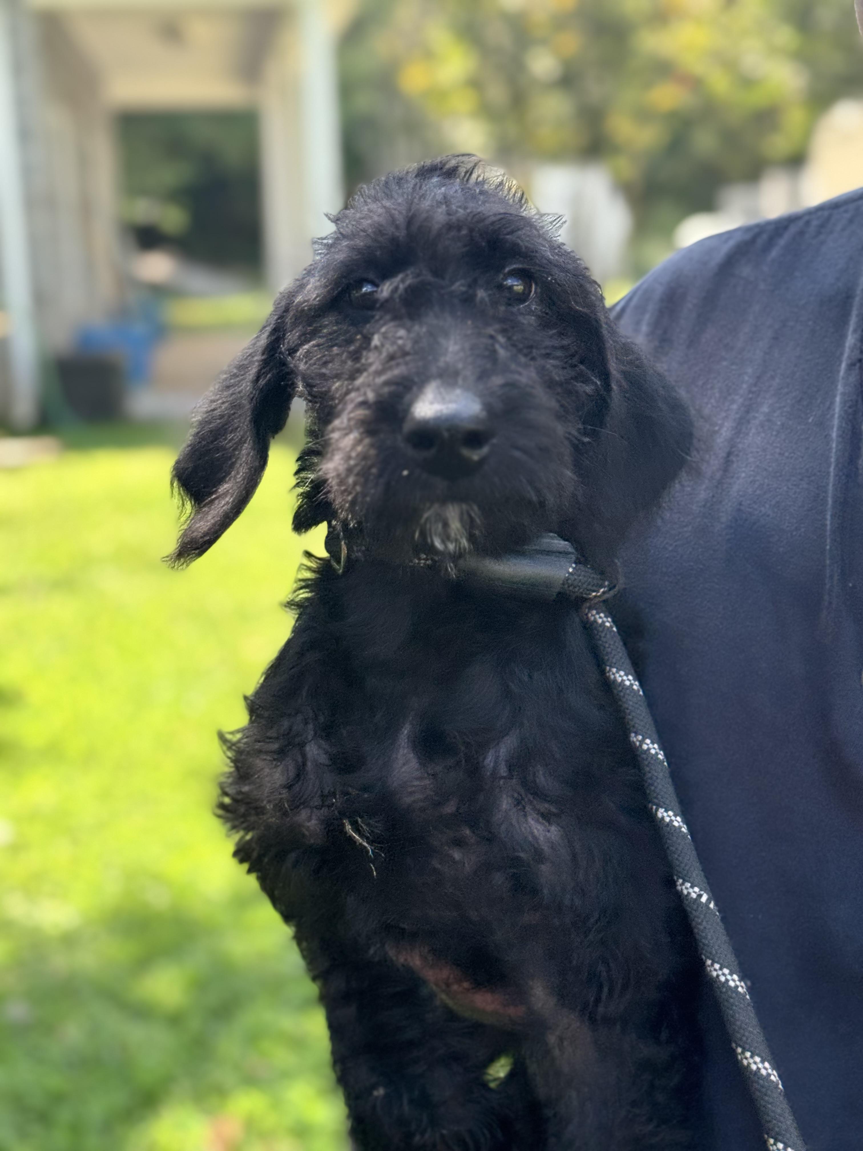 Enlarge Reba, a Adopted Schnoodle in Richmond, VA image 6/6