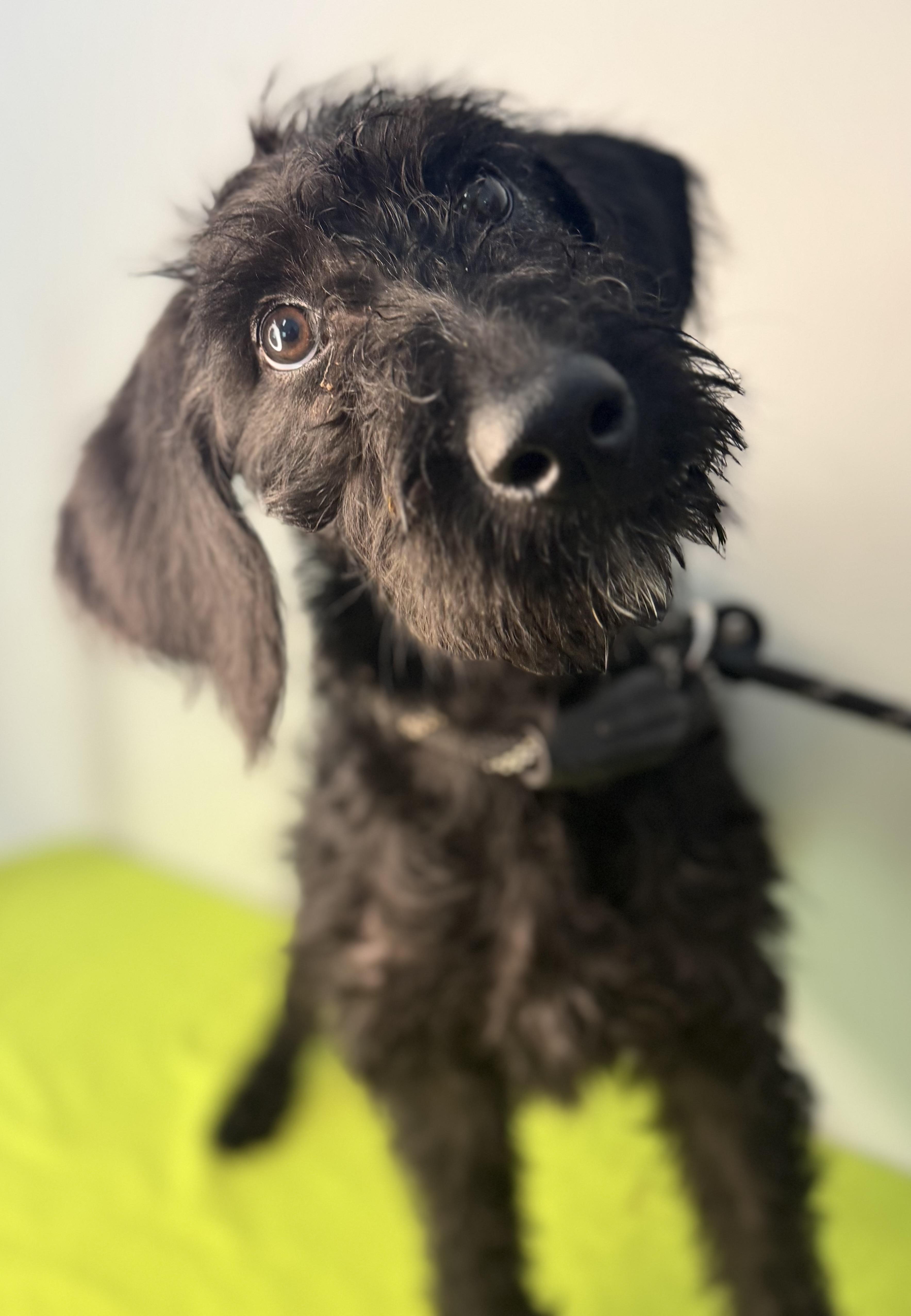 Enlarge Reba, a Adopted Schnoodle in Richmond, VA image 2/6