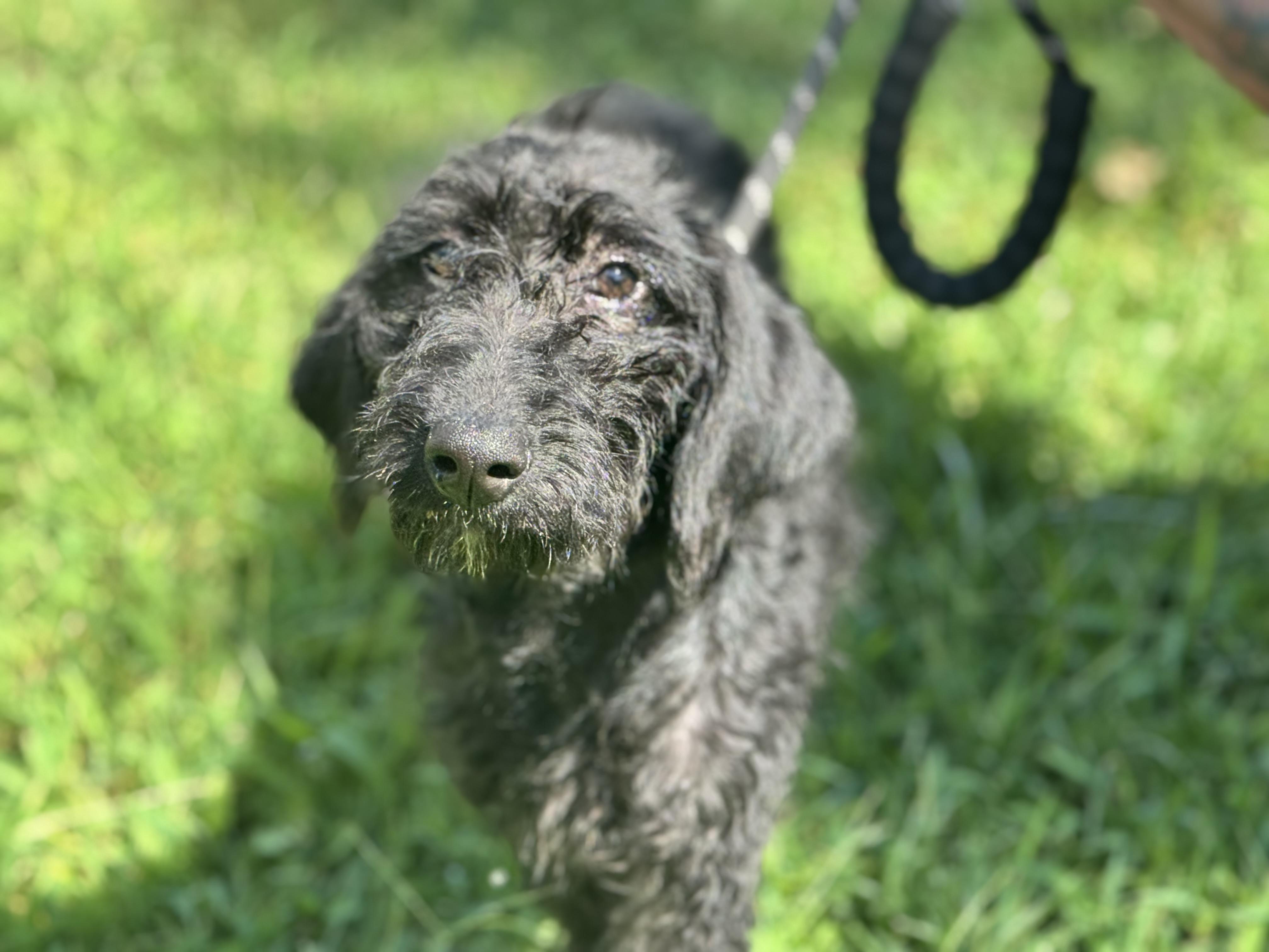 Enlarge Reba, a Adopted Schnoodle in Richmond, VA image 1/6