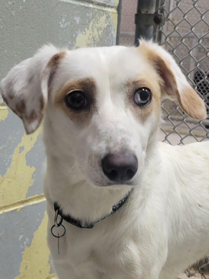 Cindy 347-25, Adoptable, Young Female Australian Cattle Dog / Blue Heeler.