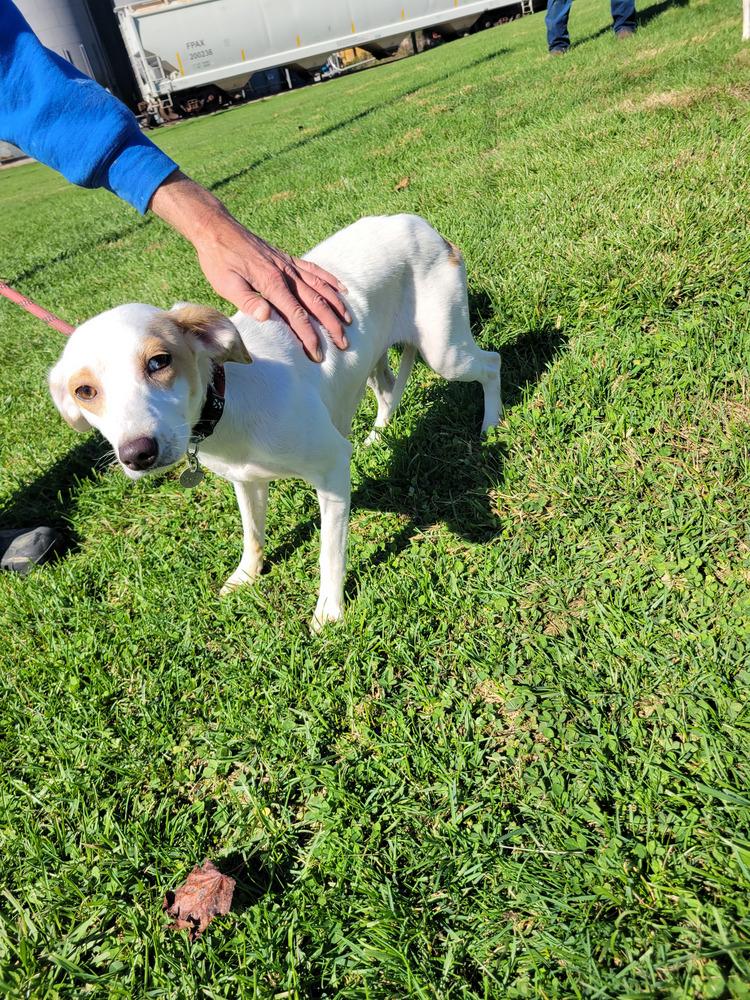 Cindy 347-25, Adoptable, Young Female Australian Cattle Dog / Blue Heeler.
