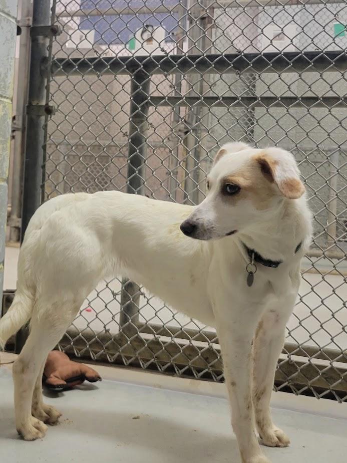 Enlarge Cindy 347-25, a Adoptable mixed breed in Cambridge, OH image 5/6