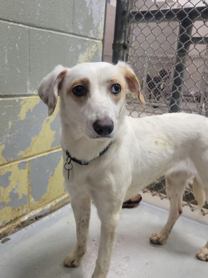 Enlarge Cindy 347-25, a Adoptable mixed breed in Cambridge, OH image 6/6