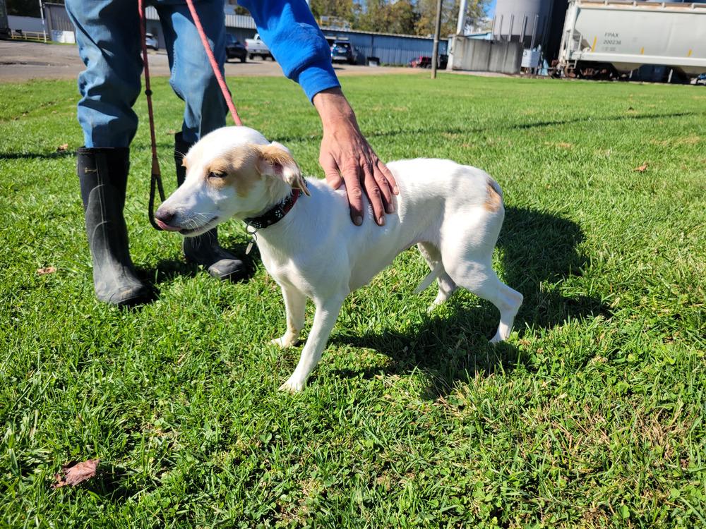 Cindy 347-25, a Adoptable mixed breed in Cambridge, OH image 2/3