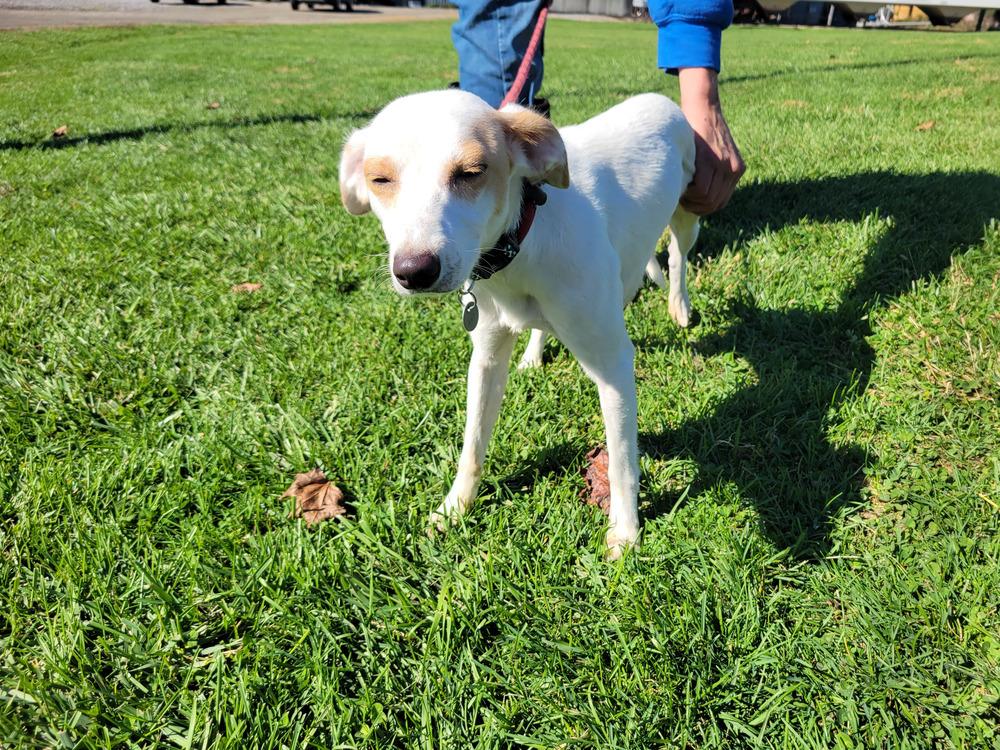 Cindy 347-25, a Adoptable mixed breed in Cambridge, OH image 3/3