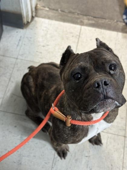 Enlarge Drama, a Adoptable mixed breed in Moses Lake, WA image 1/2