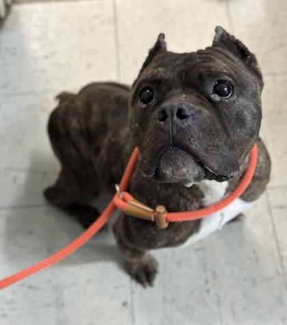 Enlarge Drama, a Adoptable mixed breed in Moses Lake, WA image 2/2