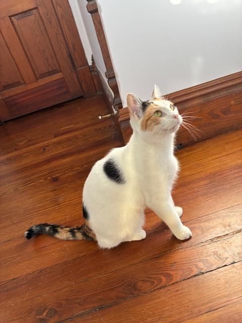 Butternut, Adoptable, Young Female Domestic Short Hair.