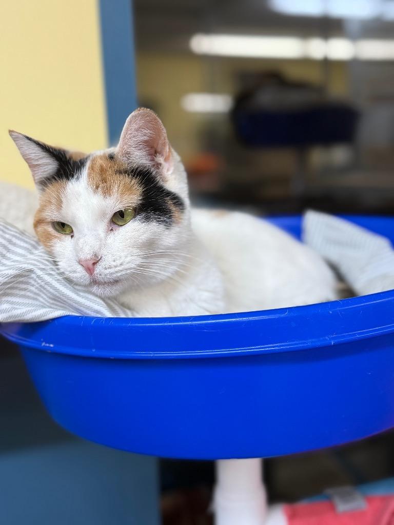 Enlarge Butternut, a Adoptable mixed breed in Syracuse, IN image 1/2