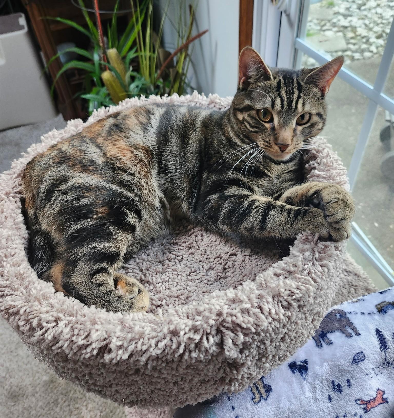 Nala and Kiara-in foster care, super sweet, a ADOPTABLE Tabby in Mendham, NJ image 3/4