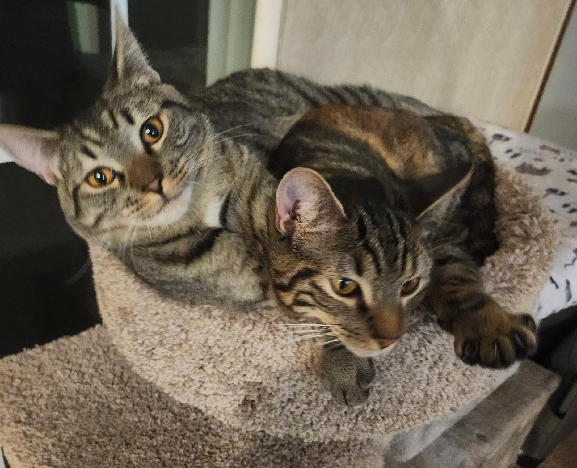 Nala and Kiara-in foster care, super sweet, a ADOPTABLE Tabby in Mendham, NJ image 2/4