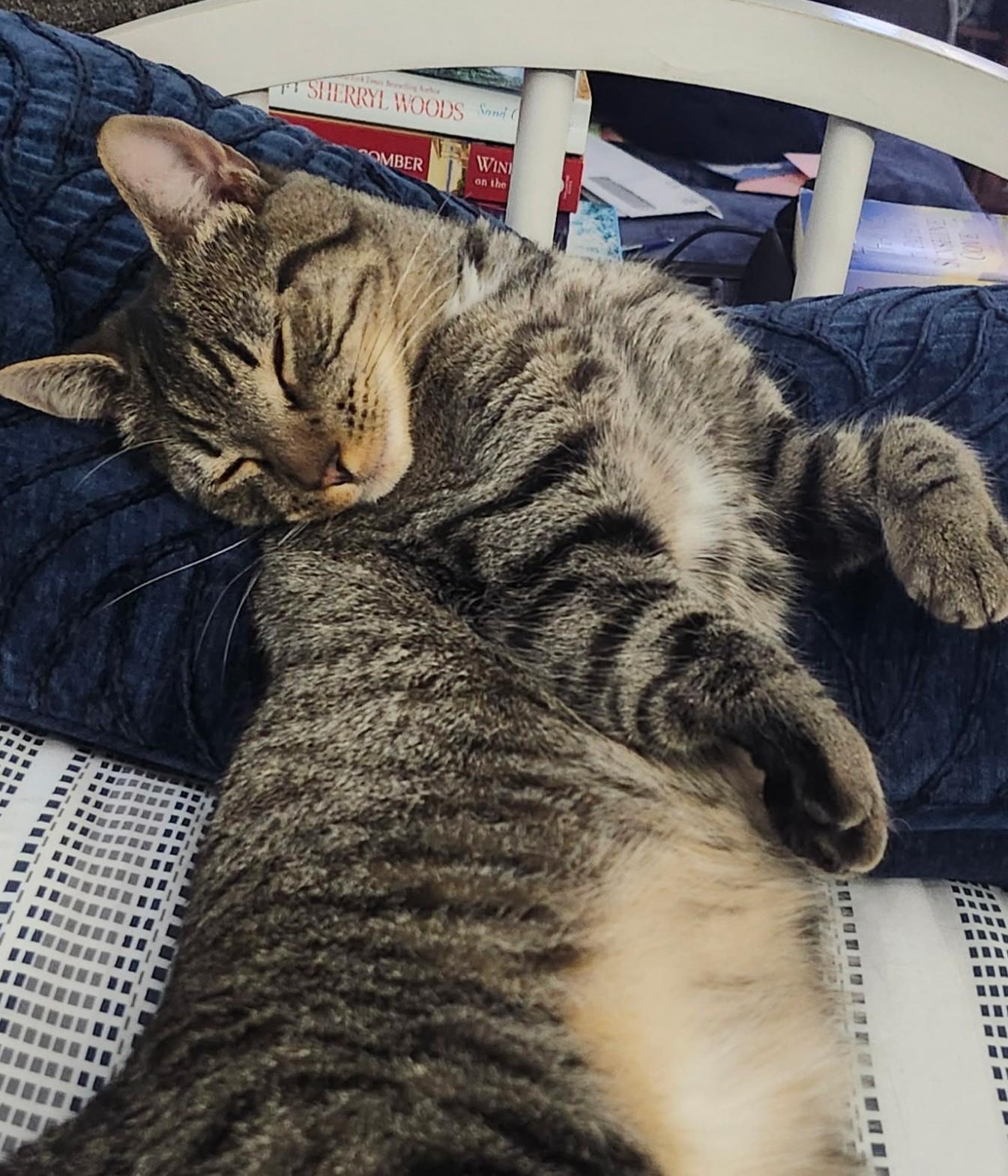 Nala and Kiara-in foster care, super sweet, a ADOPTABLE Tabby in Mendham, NJ image 4/4