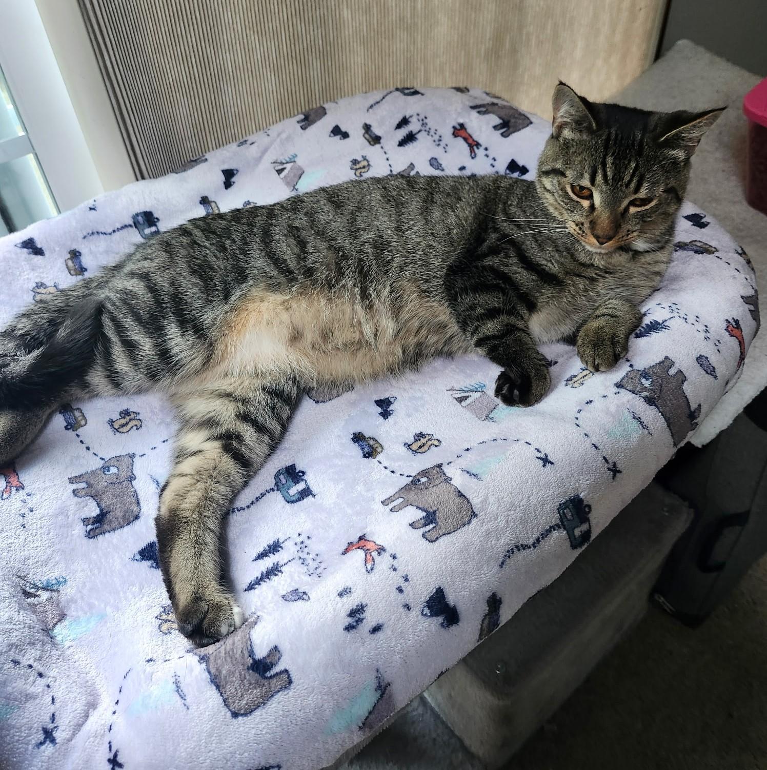 Nala and Kiara-in foster care, super sweet, ADOPTABLE, Young Female Tabby.