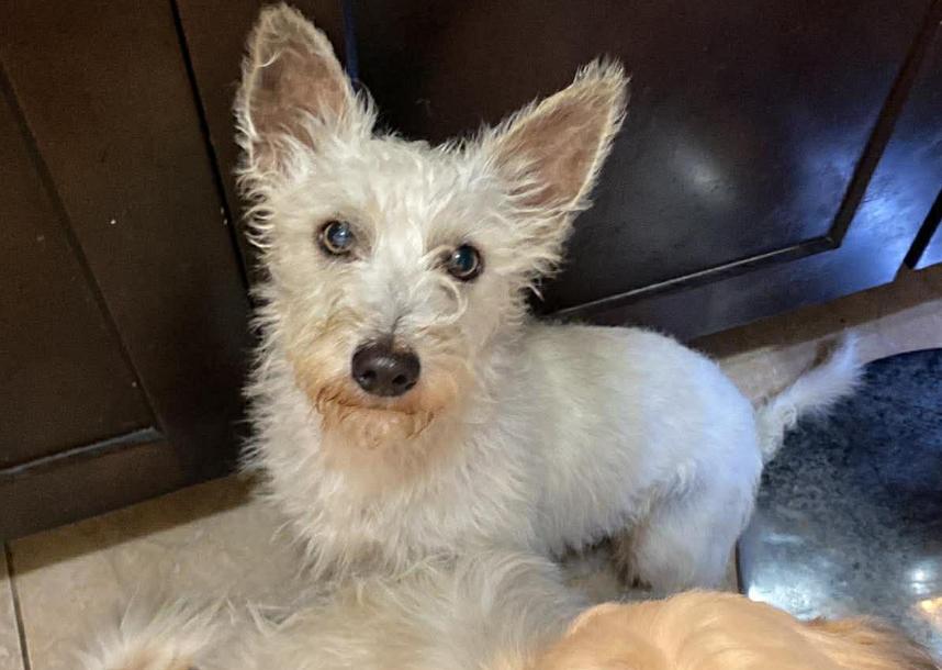 Cooper Adopted, Adopted, Young Male Terrier.