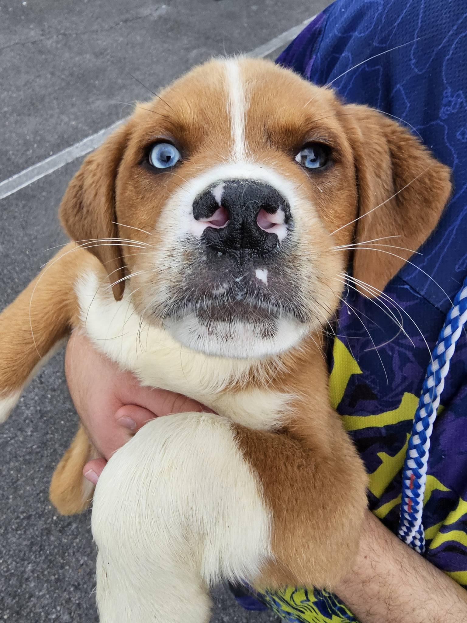 Alejandro, ADOPTABLE, Young Male Mountain Cur.