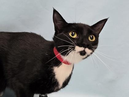 Stache, Adoptable, Adult Female Domestic Short Hair & Domestic Short Hair.