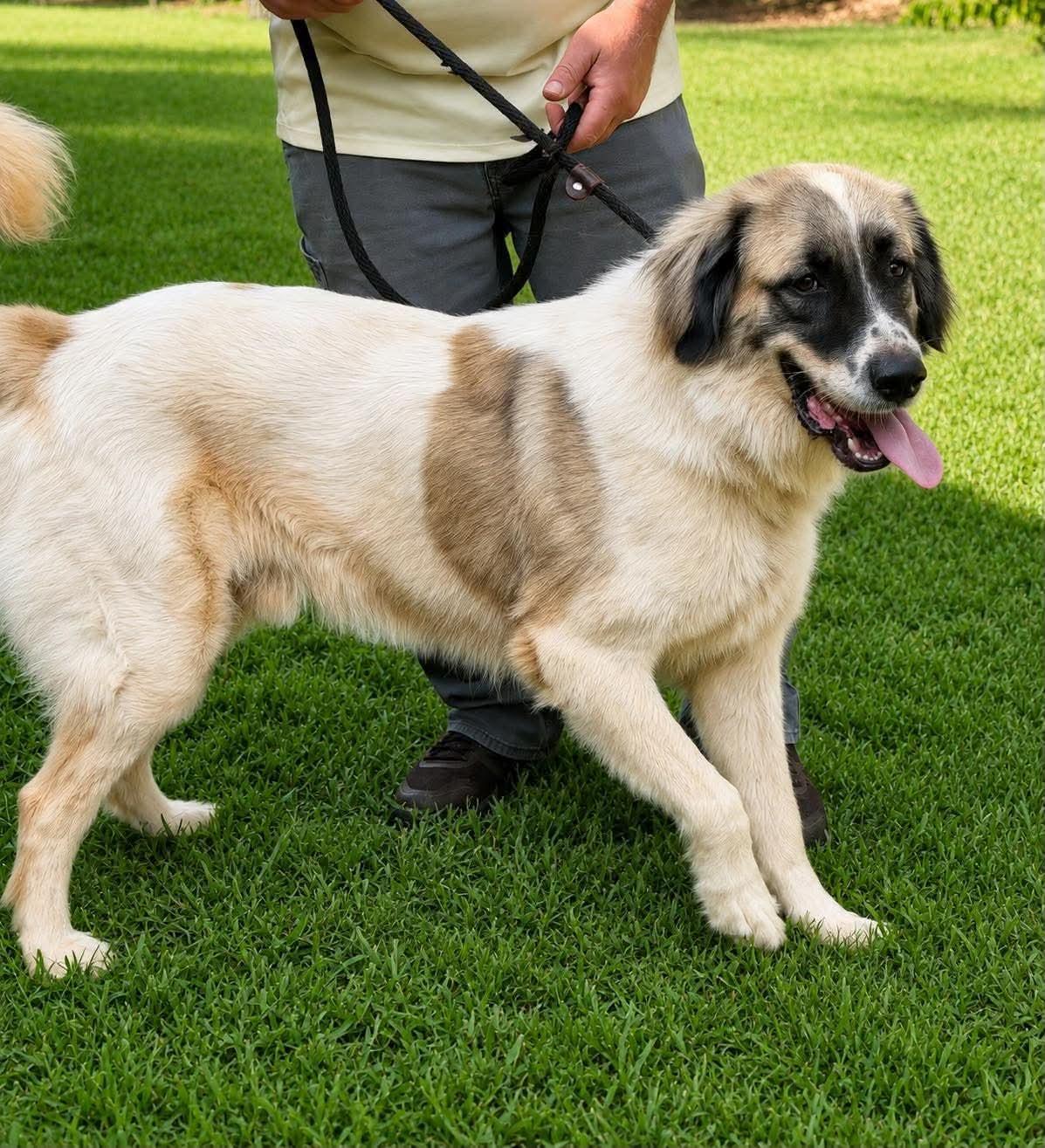 Grover, a Adoptable Great Pyrenees in New Baltimore, MI image 1/3