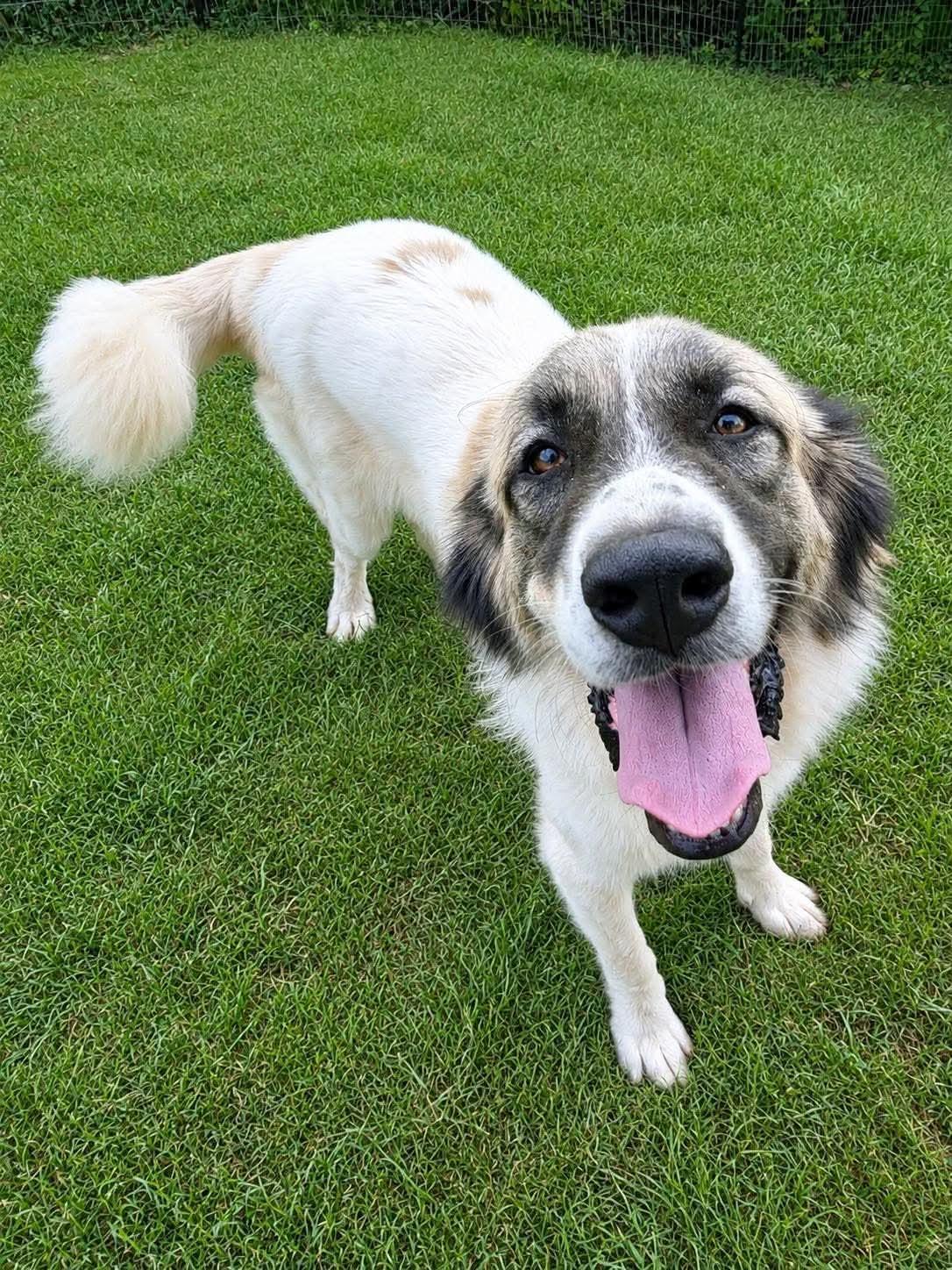 Grover, a Adoptable Great Pyrenees in New Baltimore, MI image 2/3