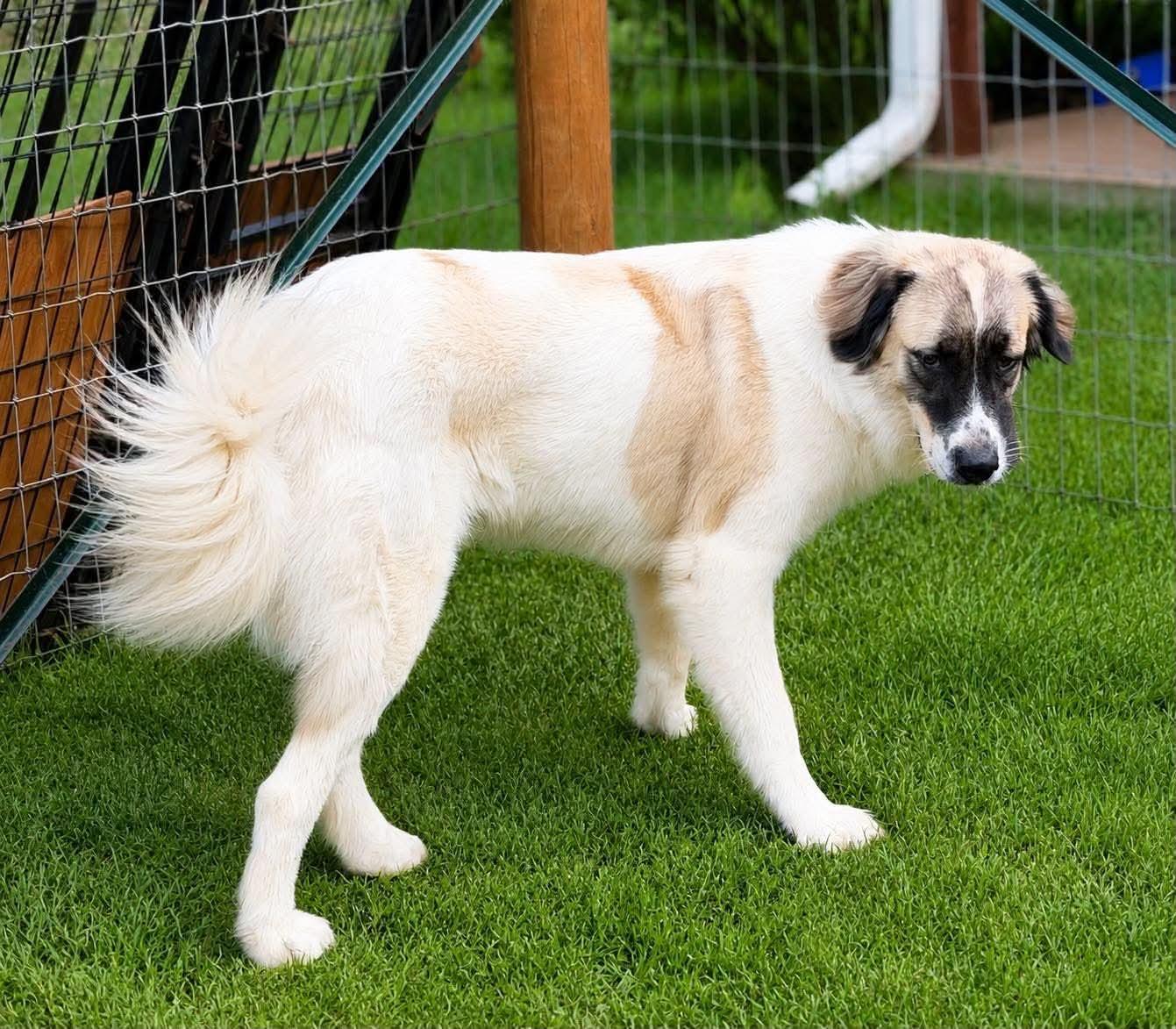 Grover, a Adoptable Great Pyrenees in New Baltimore, MI image 3/3
