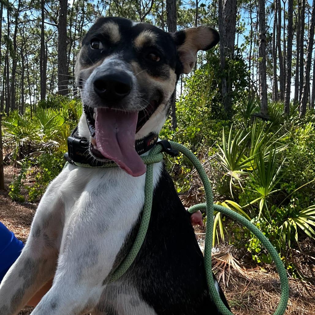 Chasy, Adoptable, Young Female Mixed Breed.