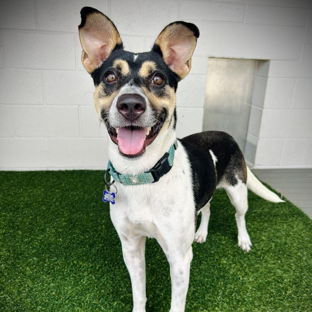 Chasy, a Adoptable Mixed Breed in Englewood, FL image 5/6