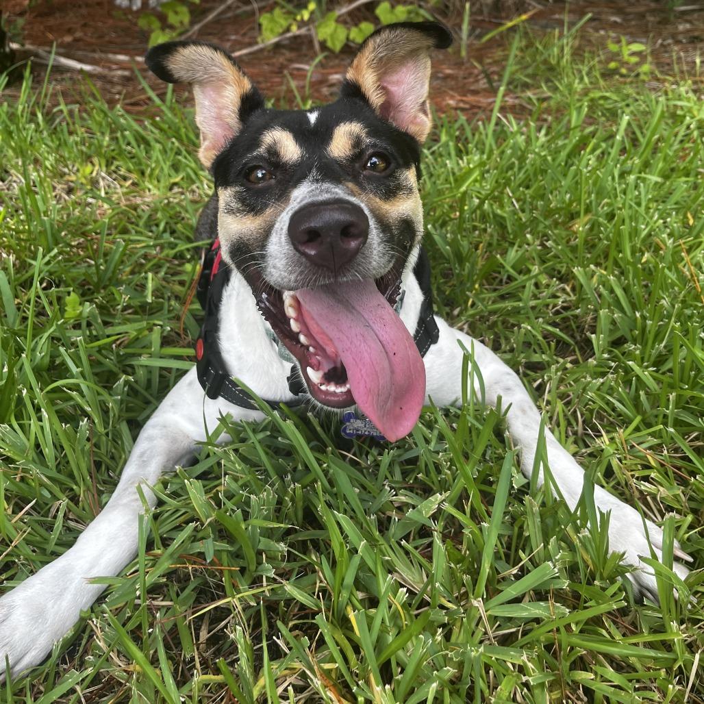 Chasy, a Adoptable Mixed Breed in Englewood, FL image 6/6