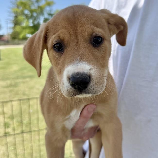 Enlarge Japan Pup - Handa, a Adoptable mixed breed in San Diego, CA image 1/3