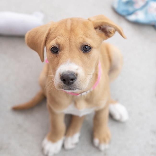 Enlarge Japan Pup - Handa, a Adoptable mixed breed in San Diego, CA image 2/3