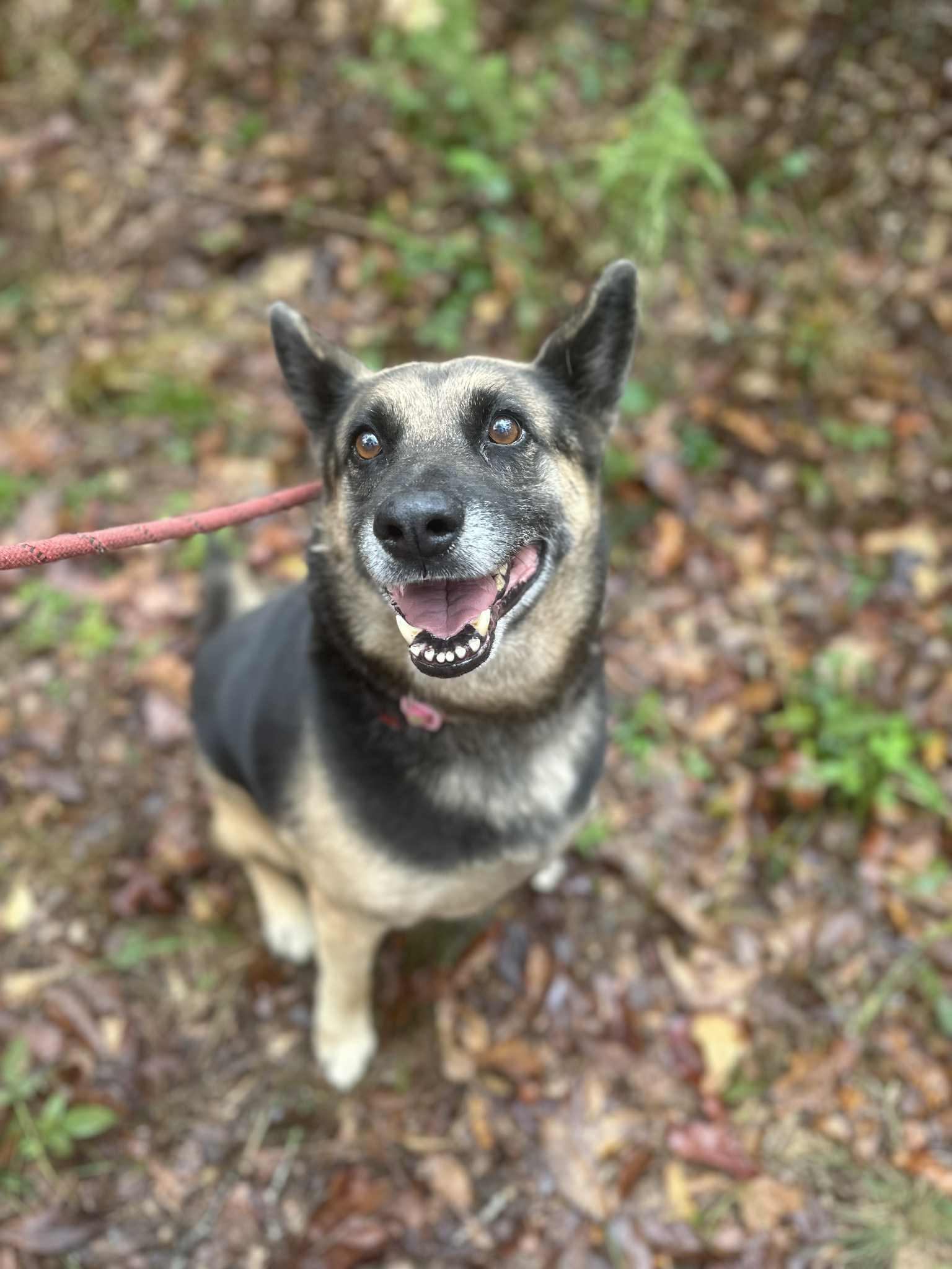 Enlarge Marina, a ADOPTABLE mixed breed in East Haddam, CT image 1/3