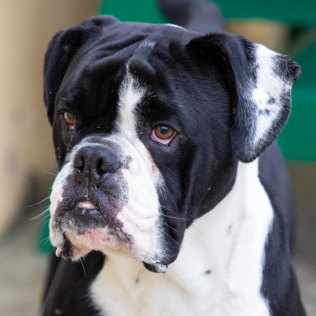 Enlarge Rupert, a Adoptable Mixed Breed in Cartersville, GA image 1/6