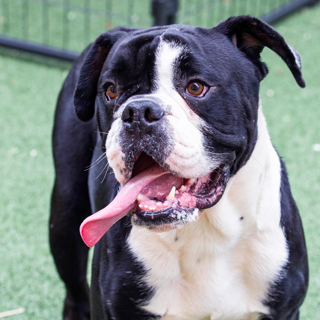 Enlarge Rupert, a Adoptable Mixed Breed in Cartersville, GA image 2/6