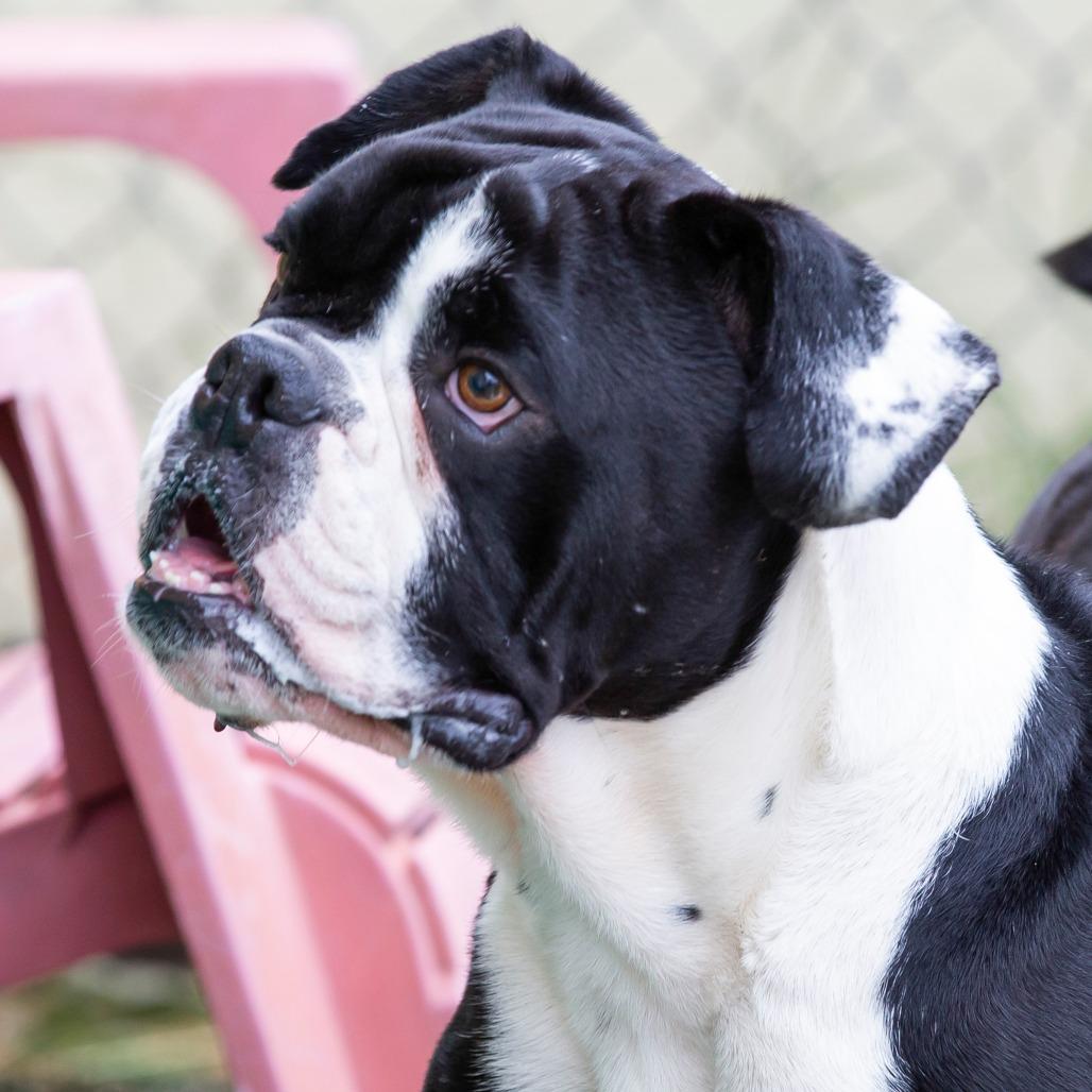 Enlarge Rupert, a Adoptable Mixed Breed in Cartersville, GA image 3/6