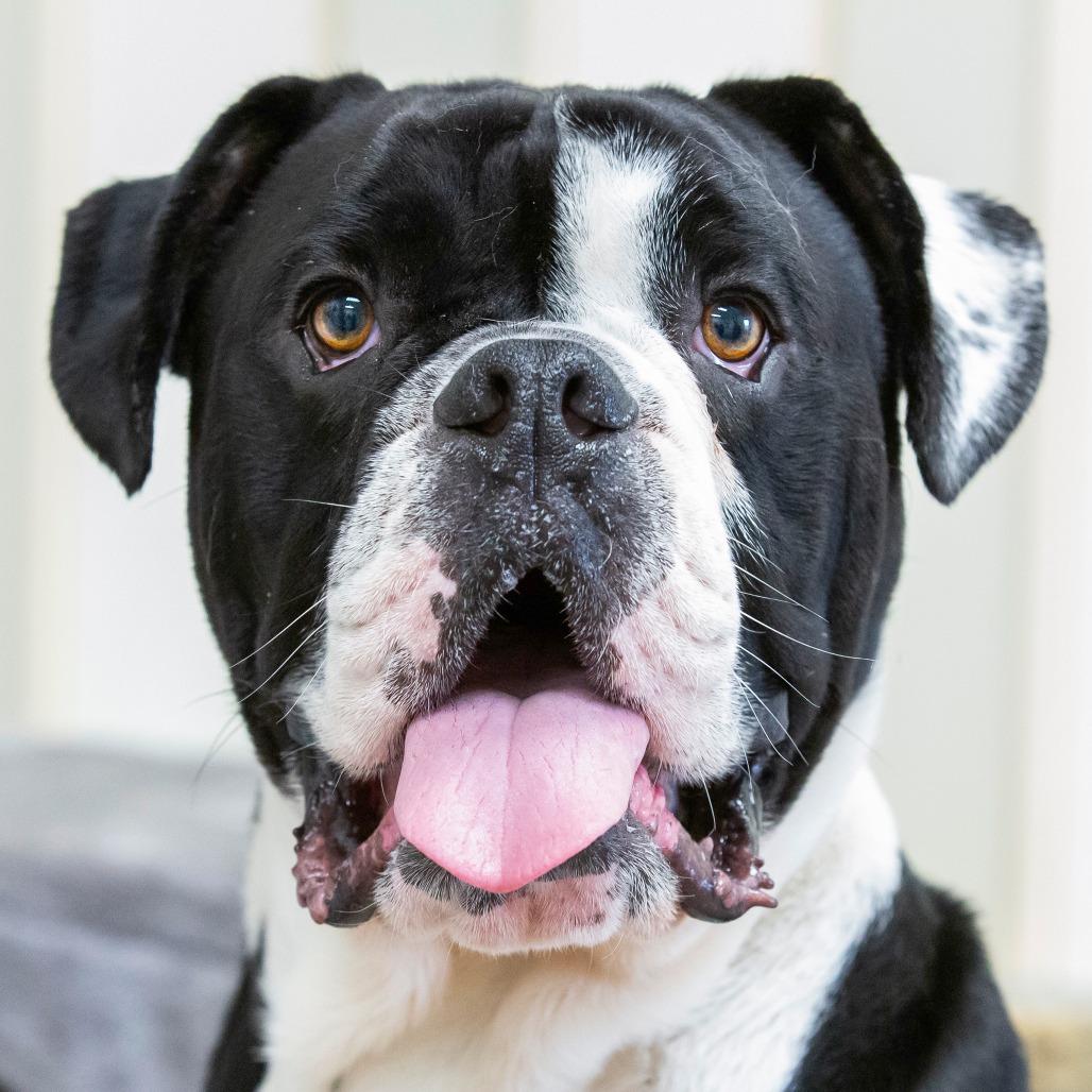 Enlarge Rupert, a Adoptable Mixed Breed in Cartersville, GA image 4/6