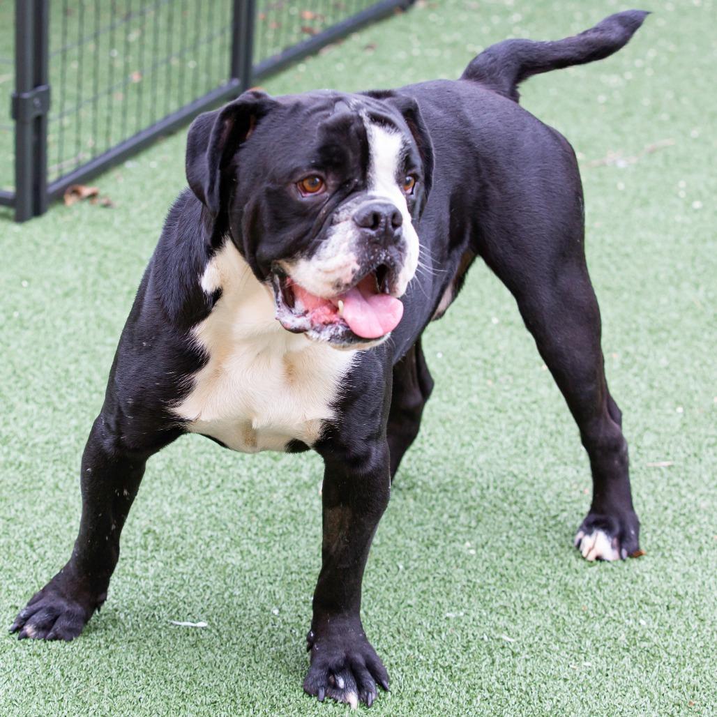 Enlarge Rupert, a Adoptable Mixed Breed in Cartersville, GA image 5/6