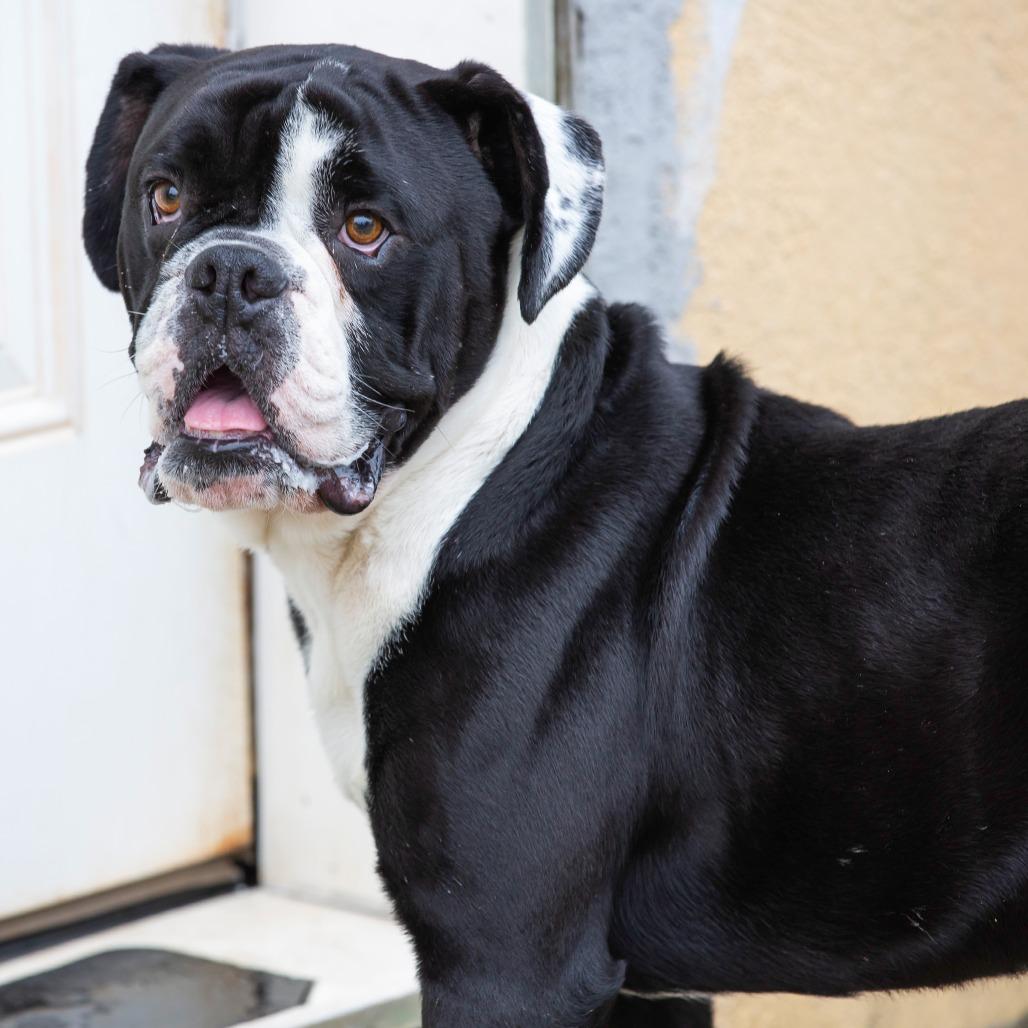 Enlarge Rupert, a Adoptable Mixed Breed in Cartersville, GA image 6/6