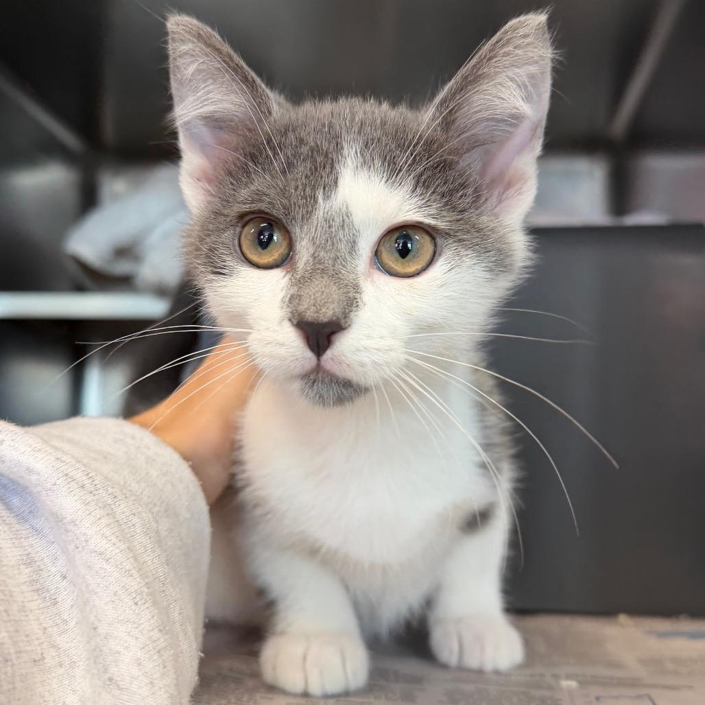 Graddie, Adoptable, Kitten Male Domestic Short Hair.