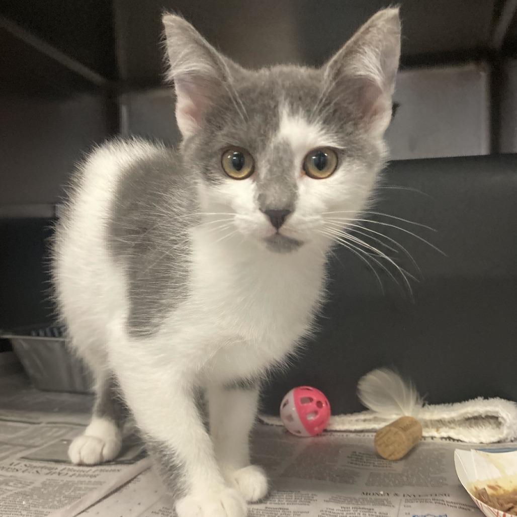 Enlarge Graddie, a Adoptable Domestic Short Hair in Chicago, IL image 2/3