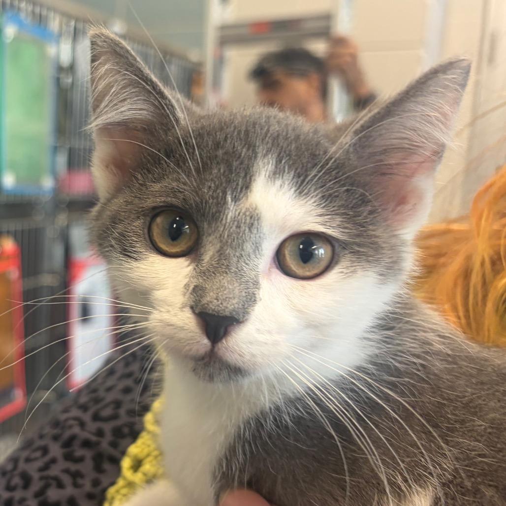 Enlarge Graddie, a Adoptable Domestic Short Hair in Chicago, IL image 3/3