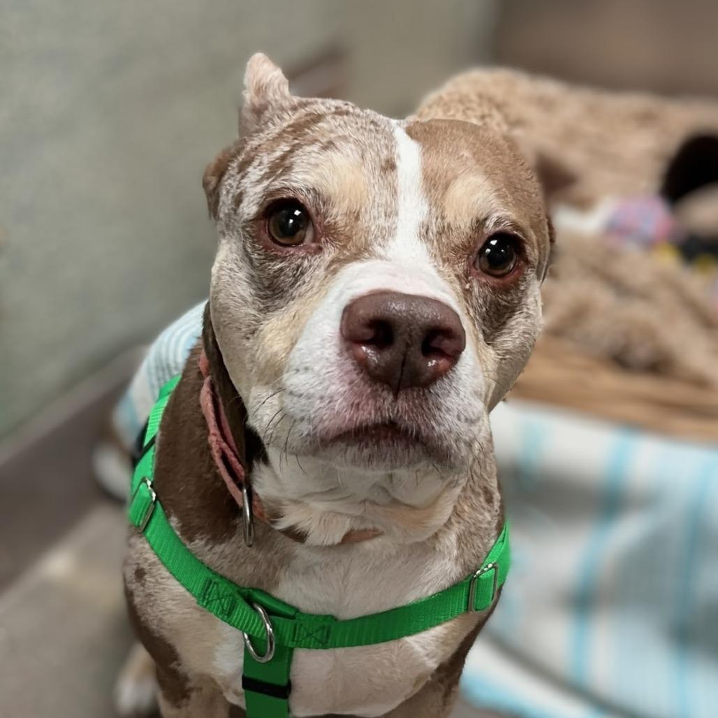 Tank, Adoptable, Adult Male Staffordshire Bull Terrier.