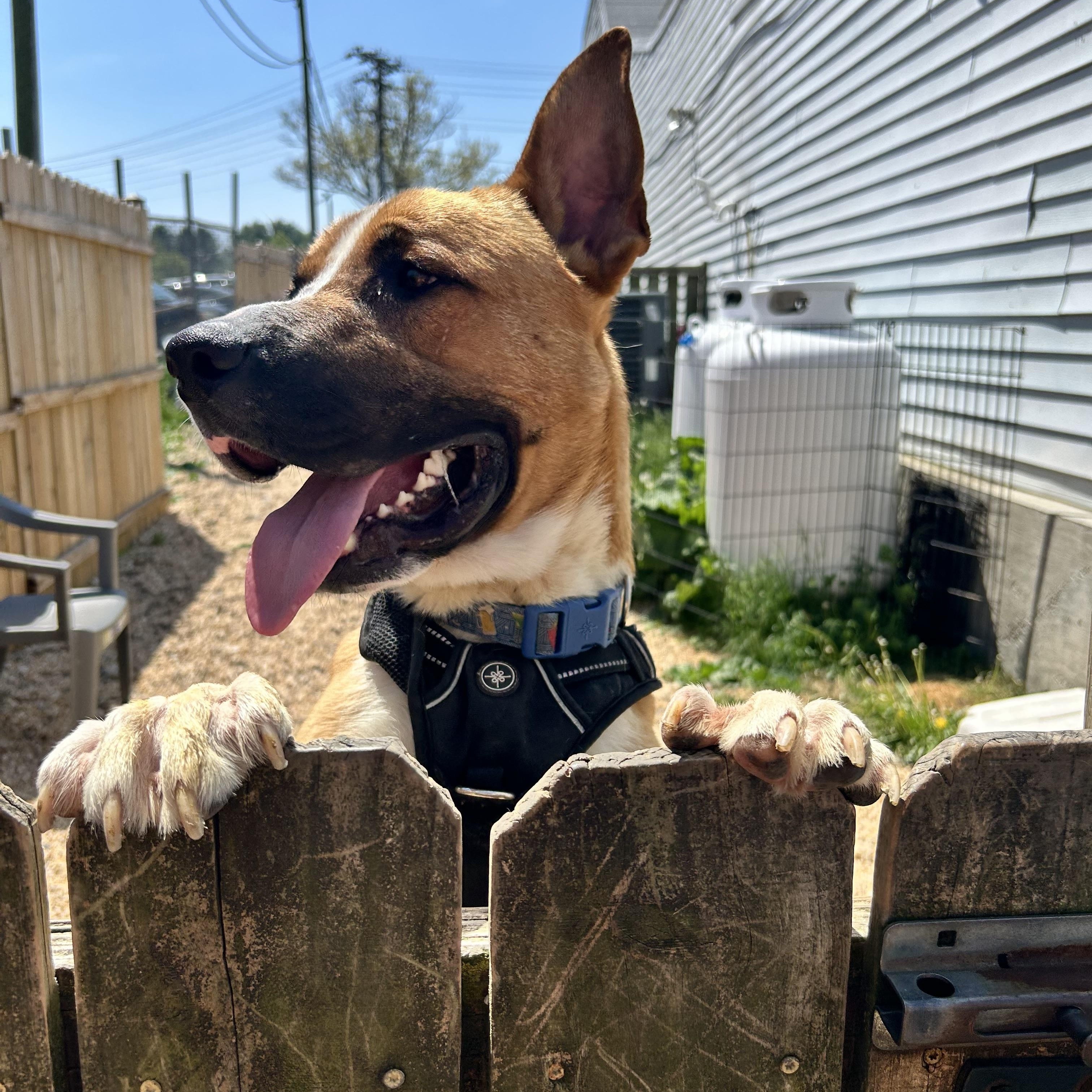 Enlarge Sarge, an adoptable mixed breed in Ellicott City, MD image 5/6