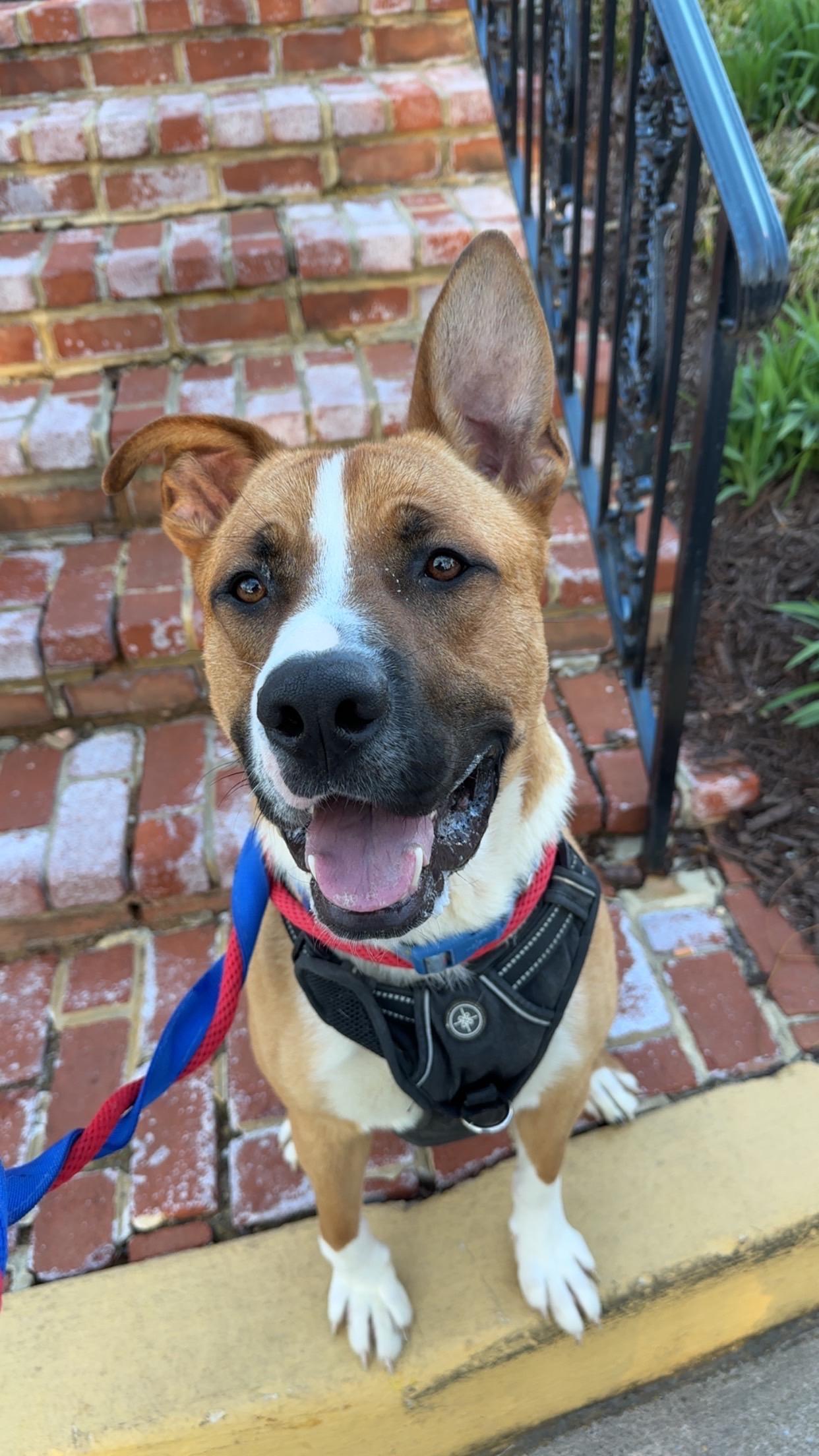 Sarge, adoptable, Young Male Shepherd.