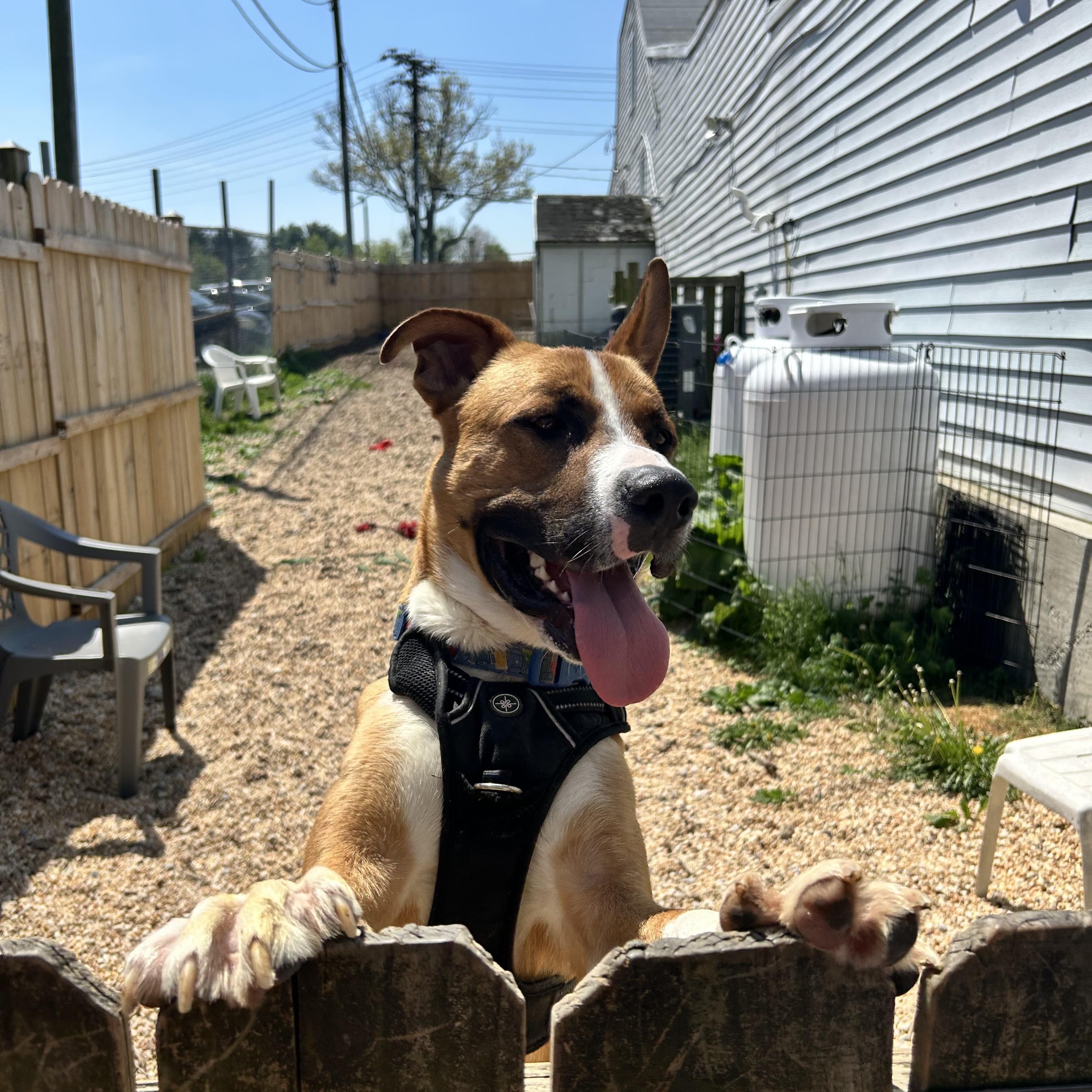 Enlarge Sarge, an adoptable mixed breed in Ellicott City, MD image 4/6