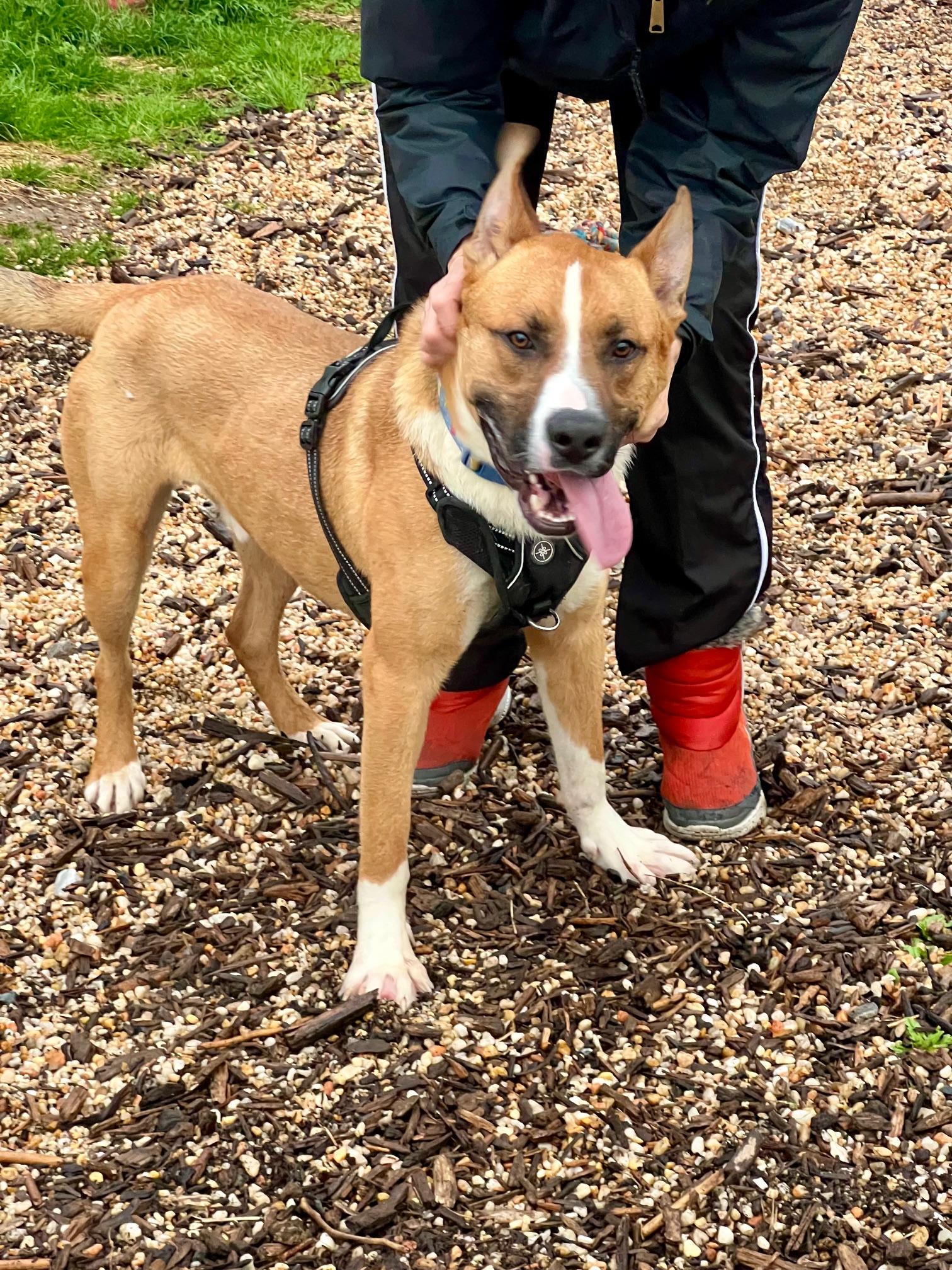 Enlarge Sarge, an adoptable mixed breed in Ellicott City, MD image 2/6