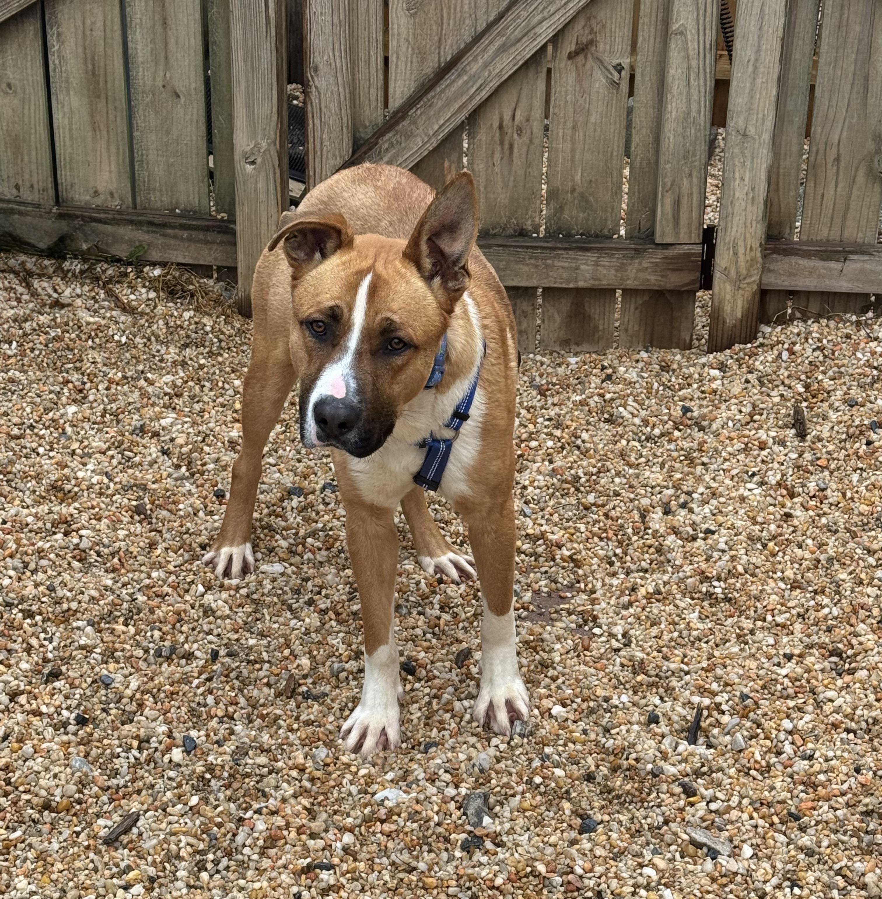 Enlarge Sarge, a ADOPTABLE mixed breed in Ellicott City, MD image 2/3
