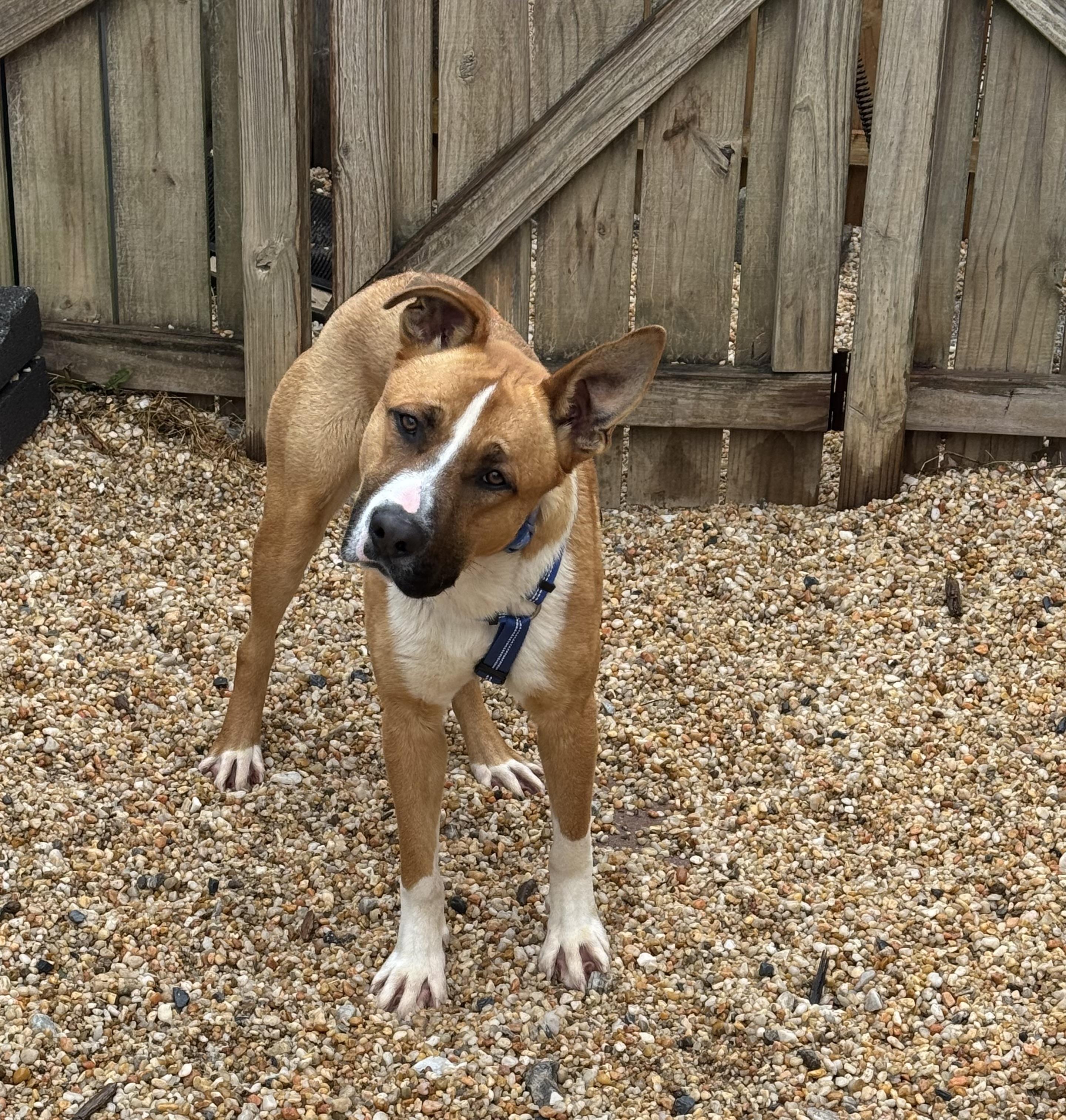Enlarge Sarge, a ADOPTABLE mixed breed in Ellicott City, MD image 1/3